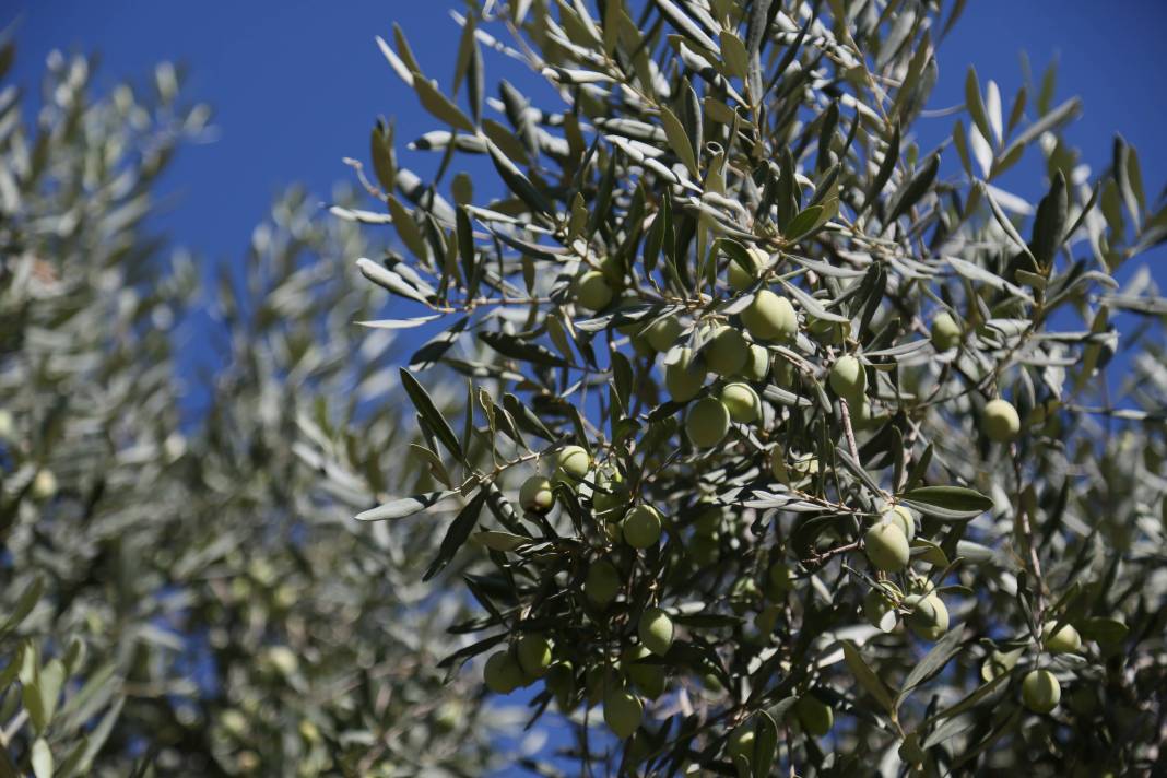 Rekolte Yüzde 30 Düştü, Zeytinyağı Fiyatı Ne Olacak? 5